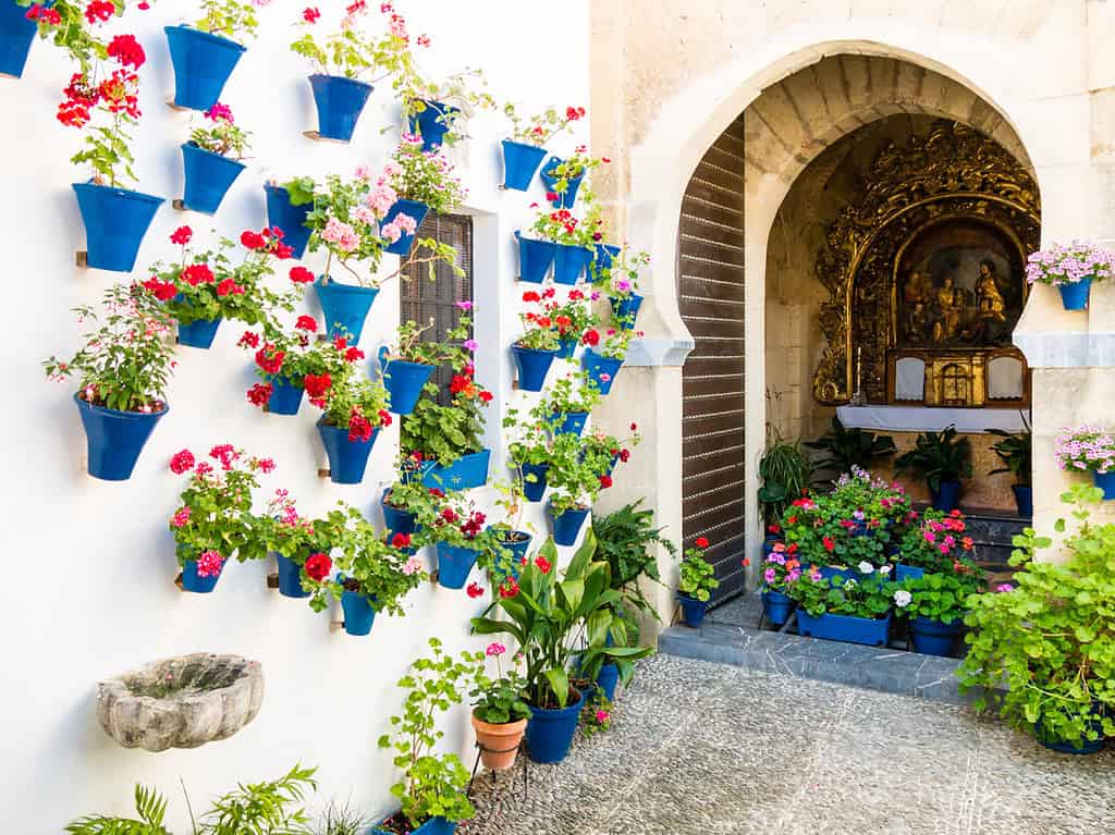 The flowers in flowerpots on the walls on streets of Cordoba, Spain - A stunning Cordoba flower patio in full bloom.   Plan your Cordoba Patio Festival 2025 intinerary.
